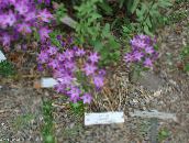 foto I fiori da giardino Triteleia, Erba Dado, Ithuriel Di Lancia, Cesto Wally lilla