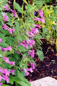 foto I fiori da giardino Minore Nepitella, Calamintha rosa