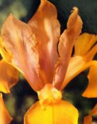 foto Vrtne Cvjetovi Nizozemski Iris, Španjolski Šarenica, Xiphium narančasta