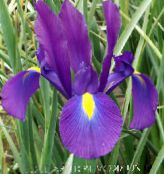 ljubičasta Nizozemski Iris, Španjolski Šarenica