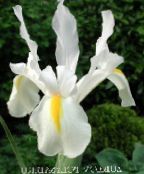 foto Vrtne Cvjetovi Nizozemski Iris, Španjolski Šarenica, Xiphium bijela