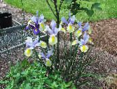 fotografie Záhradné kvety Dutch Iris, Španielčina Iris, Xiphium modrá