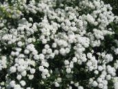 Sneezewort, Helenium Autumnale, Brideflower