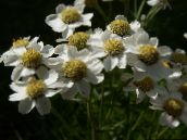 foto Flores do Jardim Sneezewort, Sneezeweed, Brideflower, Achillea ptarmica branco