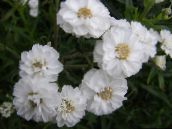 foto Flores do Jardim Sneezewort, Sneezeweed, Brideflower, Achillea ptarmica branco