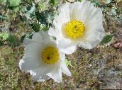 фото Садовые цветы Аргемона, Argemona белый