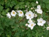 zdjęcie Ogrodowe Kwiaty Zawilec Na Jesień, Anemone hupehensis biały