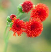bilde  Dusk Blomst, Flora For Pensel, Emilia coccinea, Emilia javanica, Cacalia coccinea rød