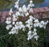fotografie Záhradné kvety Suchopýr, Eriophorum biely