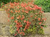 foto Flores do Jardim Nova Zelândia Burr, Acaena vermelho