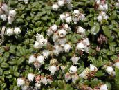 fotografie Záhradné kvety Arcterica, Arcterica nana, Makino biely