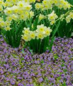 zdjęcie Ogrodowe Kwiaty Mazuś, Mazus reptans liliowy