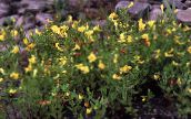 фотографија Баштенске Цветови Хедге Хиссоп, Gratiola officinalis жут