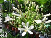foto Have Blomster Lilje Af Nilen, Afrikanske Lilje, Agapanthus africanus hvid