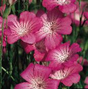 foto Flores do Jardim Berbigão De Milho, Agrostemma githago rosa