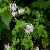 foto I fiori da giardino Allegheny Vite, Arrampicata Fumaria, Frangia Montagna, Adlumia fungosa rosa