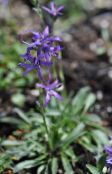 foto Flores do Jardim Asyneuma azul