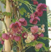 photo les fleurs du jardin Cinq Feuilles Akebia, Vigne De Chocolat, Akebia quinata vineux