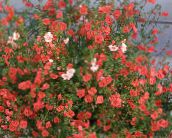 foto I fiori da giardino Mascherina Del Fiore, Alonsoa rosso
