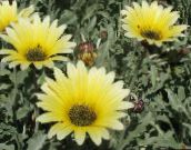 foto Vrtne Cvjetovi Cape Tratinčica, Vladar Je Južnoafrička Livada, Arctotis žuta