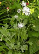 снимка Градински цветове Кабо Маргаритка, Монарх На Пасбище, Arctotis бял