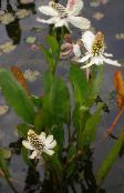 foto Vrtne Cvjetovi Yerba Mansa, Lažna Anemone, Gušter Rep, Anemopsis californica bijela