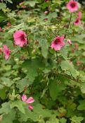 foto I fiori da giardino Snowcup, Anoda Speronato, Cotone Selvaggio, Anoda cristata rosa