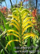 foto Gartenblumen Wimpel, Afrikanische Cornflag, Kobralilie, Chasmanthe (Antholyza) gelb