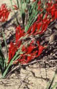 fotografija Vrtno Cvetje Pavijan Cvet, Babiana, Gladiolus strictus, Ixia plicata rdeča