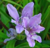снимка Градински цветове Павиан Цвете, Babiana, Gladiolus strictus, Ixia plicata светло синьо