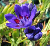 снимка Градински цветове Павиан Цвете, Babiana, Gladiolus strictus, Ixia plicata син