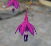 foto Flores de jardín Gotas De Coral, Bessera elegans púrpura