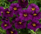 foto Trädgårdsblommor Calibrachoa, Miljoner Klockor violett