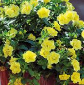 foto Have Blomster Calibrachoa, Million Klokker gul