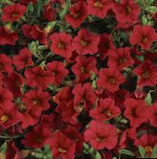 fotografie Zahradní květiny Calibrachoa, Milion Zvonky červená