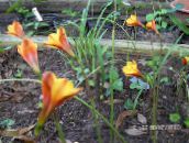 foto Flores do Jardim Lírio Chuva, Habranthus laranja