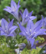 foto Dārza Ziedi Zāle Riekstu, Ithuriel Ir Šķēps, Wally Grozs, Brodiaea laxa, Triteleia laxa gaiši zils