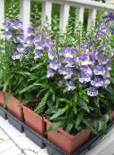 bilde Hage Blomster Angelonia Serena, Sommer Snapdragon, Angelonia angustifolia lyse blå