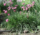 снимка Градински цветове Морето Розово, Море Спестовност, Armeria розов