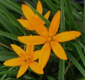 foto I fiori da giardino Dipinto Fiore Pavone, Pavone Stelle, Spiloxene arancione
