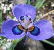 foto Flores do Jardim Moraea luz azul