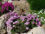 foto Have Blomster Sea ​​sparsommelighed, Armeria  juniperifolia pink