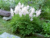 foto I fiori da giardino Astilbe, La Barba Falso Di Capra, Fanal bianco