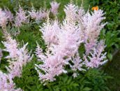 foto Aed Lilled Astilbe, Vale Kitse Habe, Fanal roosa
