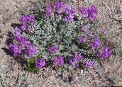 foto Trädgårdsblommor Astragalus violett