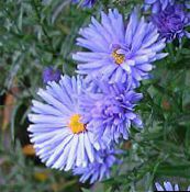 fotografie Zahradní květiny Astra, Aster světle modrá