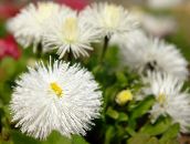 фото Садові Квіти Астра Новоанглійських, Aster novae-angliae білий