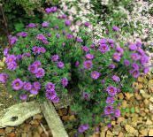 bilde Hage Blomster New England Aster, Aster novae-angliae syrin