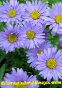 fotografie Záhradné kvety Alpine Aster, Aster alpinus modrá