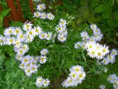 foto I fiori da giardino Aster Alpino, Aster alpinus bianco